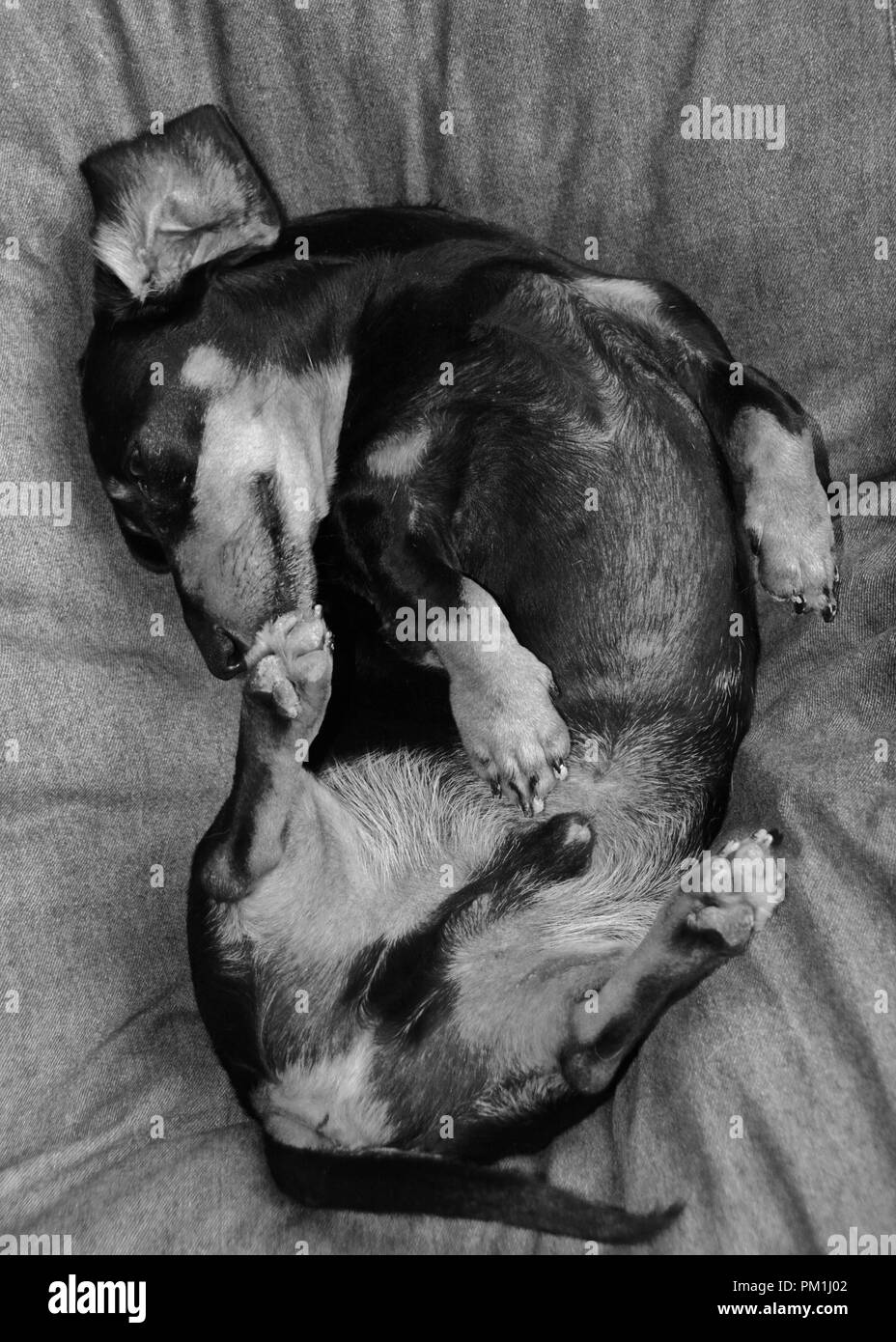 Black Cute dachshund sleeping in bed noir et blanc Banque D'Images