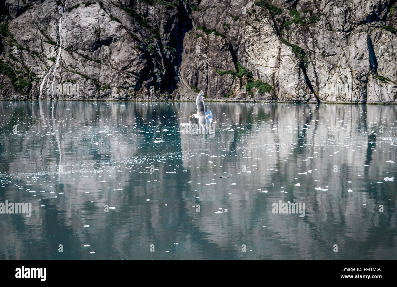 Mouette voler au-dessus de l'eau dans Alaska Banque D'Images