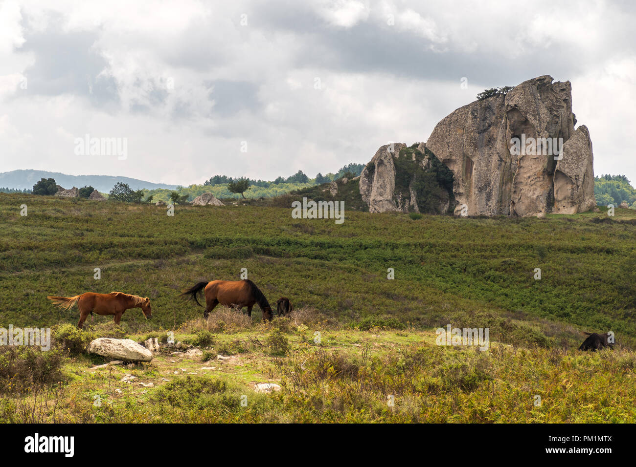 Le pâturage des chevaux dans le plateau d'Argimusco, en Sicile, avec un mégalithe naturel dans l'arrière-plan Banque D'Images