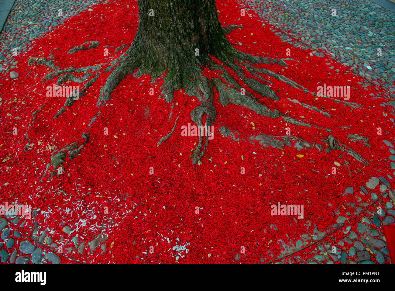 Les racines des arbres couverts de feuilles rouges Banque D'Images