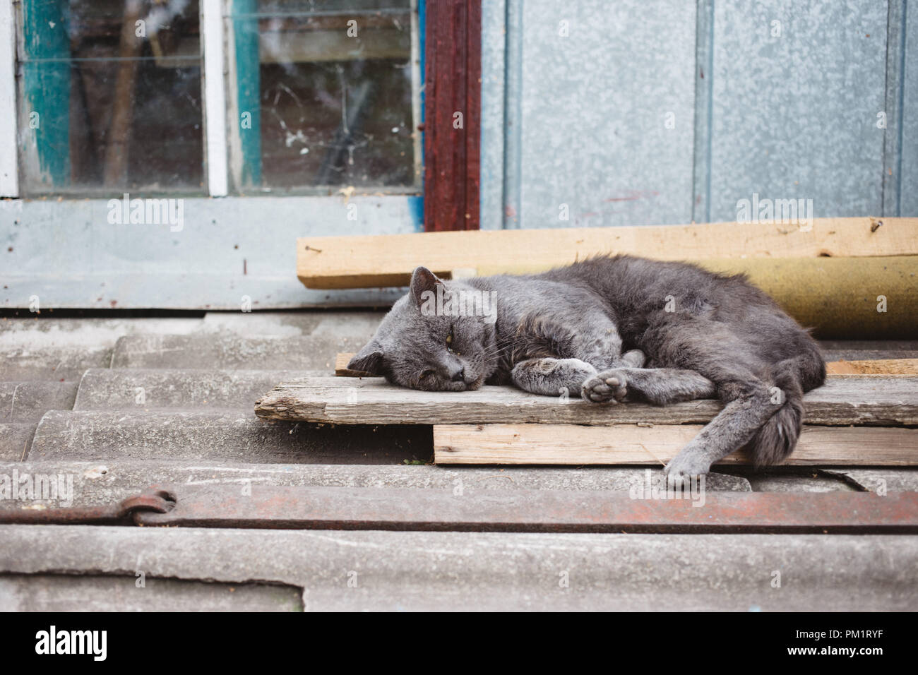 Chat gris couché sur la voiture. Le village cat sur un hangar en bois Banque D'Images