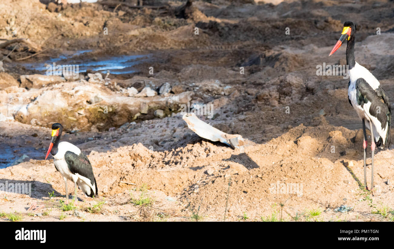 Selle deux cigognes bill debout près de l'eau dans le parc national Kruger. Le système écologique est endommagé avec la construction dans leur milieu naturel habita Banque D'Images