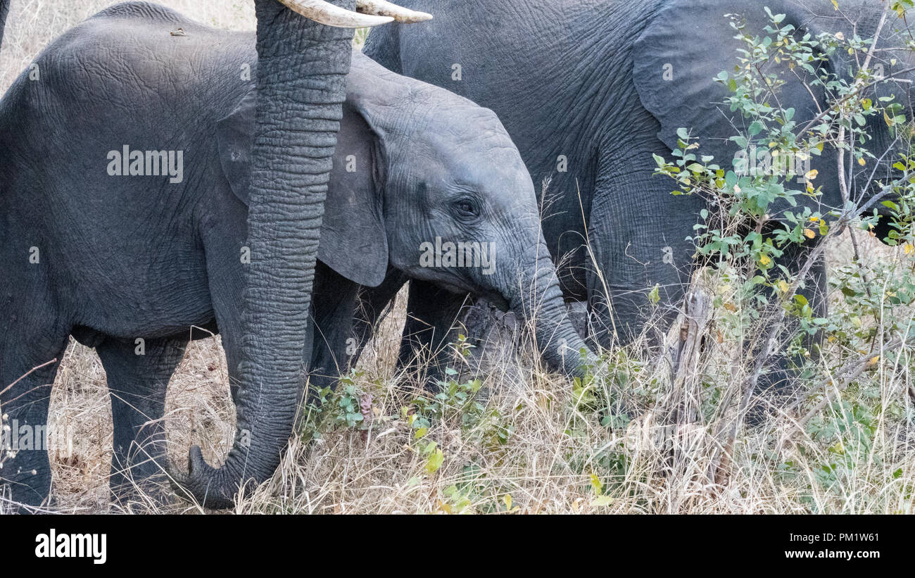 Les Elephants Avec Bebe Dans Les Fourres Boises A Travers L Epaisse Vegetation Trunks Sont Visibles Et Les Bebes A Proximite De La Famille Comme Ils Se Nourrissent Grace A Photo Stock