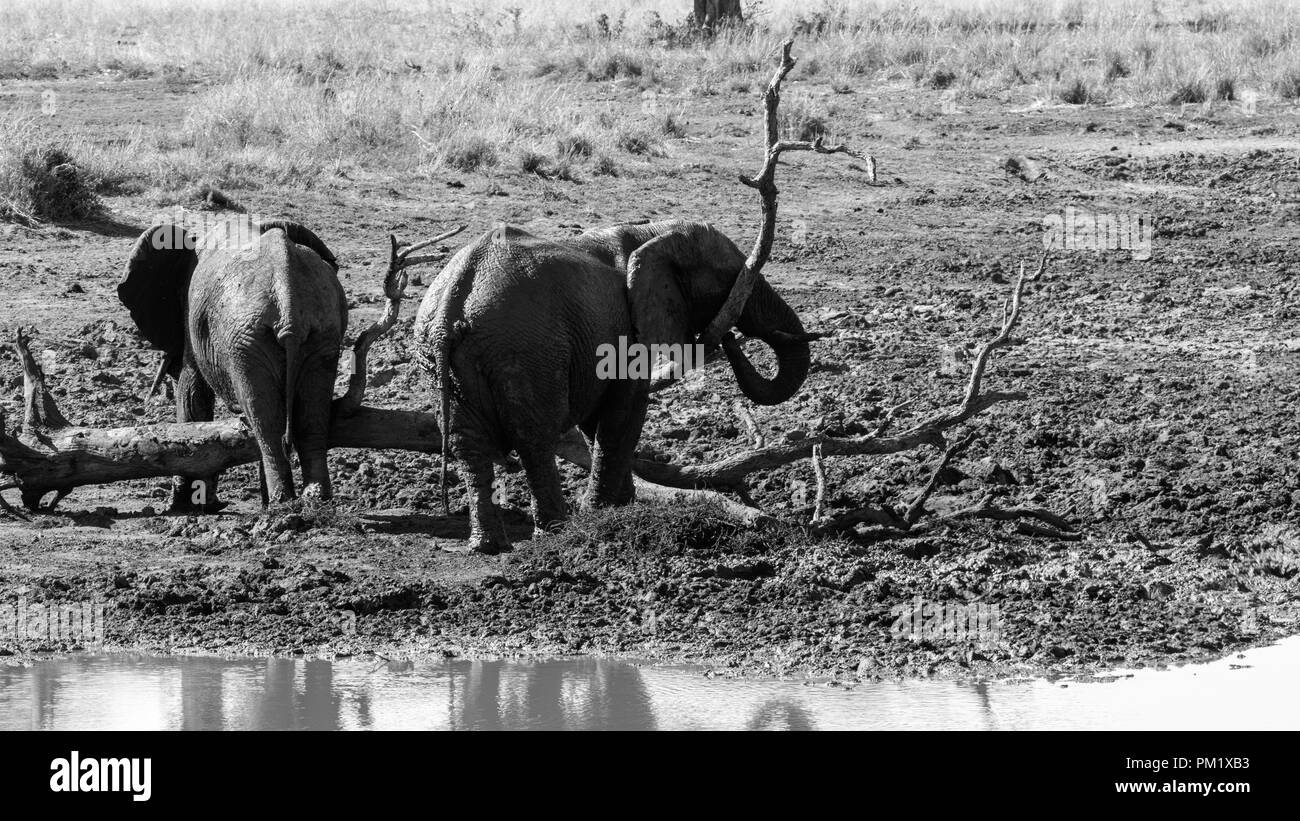 Le noir et blanc deux éléphants dans la nature près de l'eau et jouant autour d'un tronc d'arbre aplati. Banque D'Images