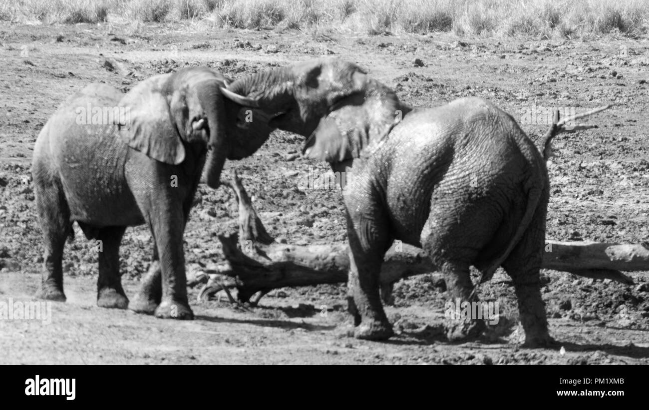 Le noir et blanc deux éléphants dans la nature près de l'eau et jouant autour d'un tronc d'arbre aplati. Banque D'Images