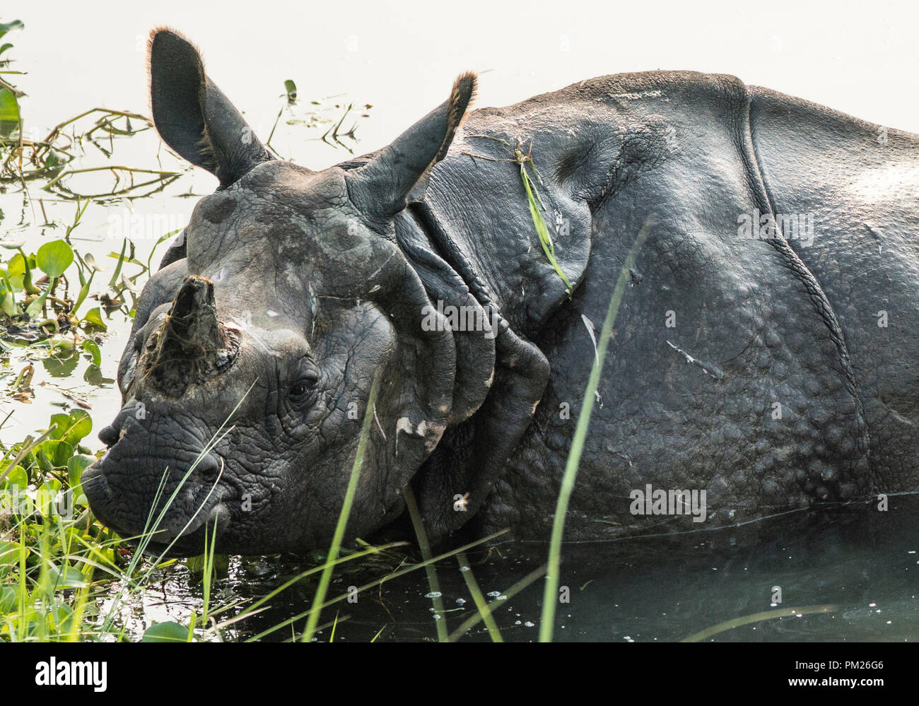Rhinocéros indien Rhinoceros unicornis ou rhinocéros à une corne, grand rhinocéros indien dans un marais. La photographie d'espèces sauvages en Asie Banque D'Images