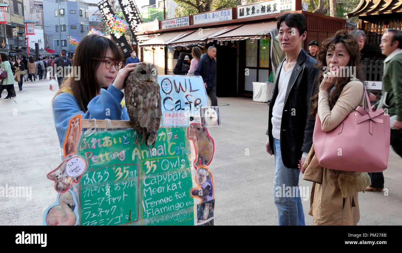 Jeune japonaise la publicité et la promotion de bar local où les clients pourront caresser et toucher les animaux sauvages. Quartier d'Asakusa, Tokyo, Japon, Asie Banque D'Images