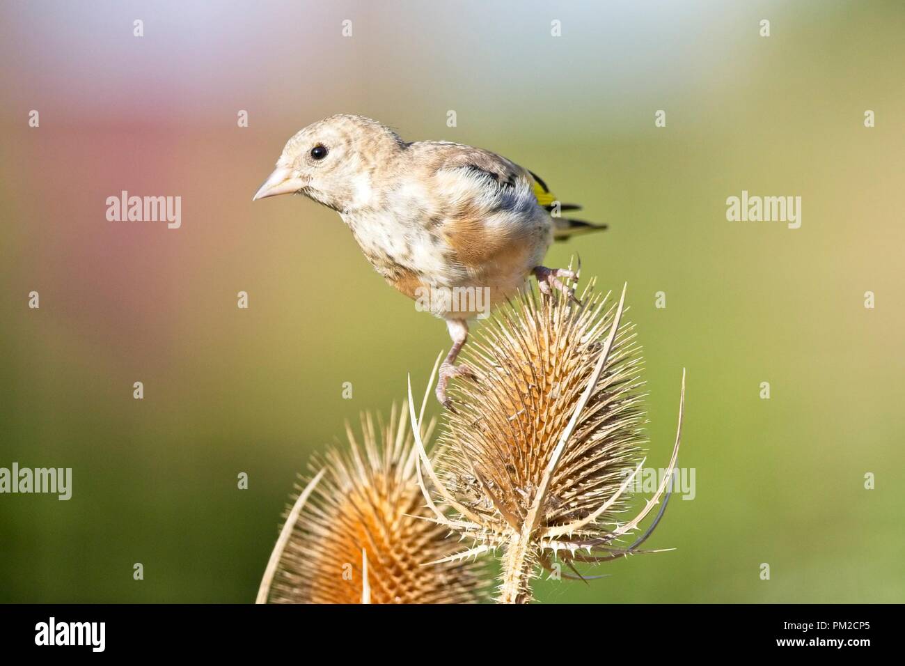 Un petit matin ensoleillé à East Sussex, au Royaume-Uni, perce une fleur de Goldfinch sur des plantes à thé. Banque D'Images