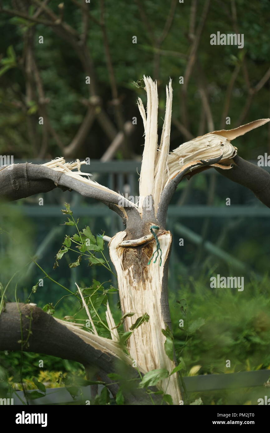Un tronc d'arbre brisé en deux par les vents puissants du typhon Mangkhut à Hong Kong lors de la tempête de 2018. L'image capture la force du cyclone tropical, qui a causé des dommages considérables aux arbres et à d'autres végétaux dans toute la ville. Le tronc cassé souligne l’impact destructeur des conditions météorologiques extrêmes sur la nature et les espaces verts urbains, soulignant la force des vents du typhon et la destruction généralisée qu’il a laissé derrière lui. Banque D'Images
