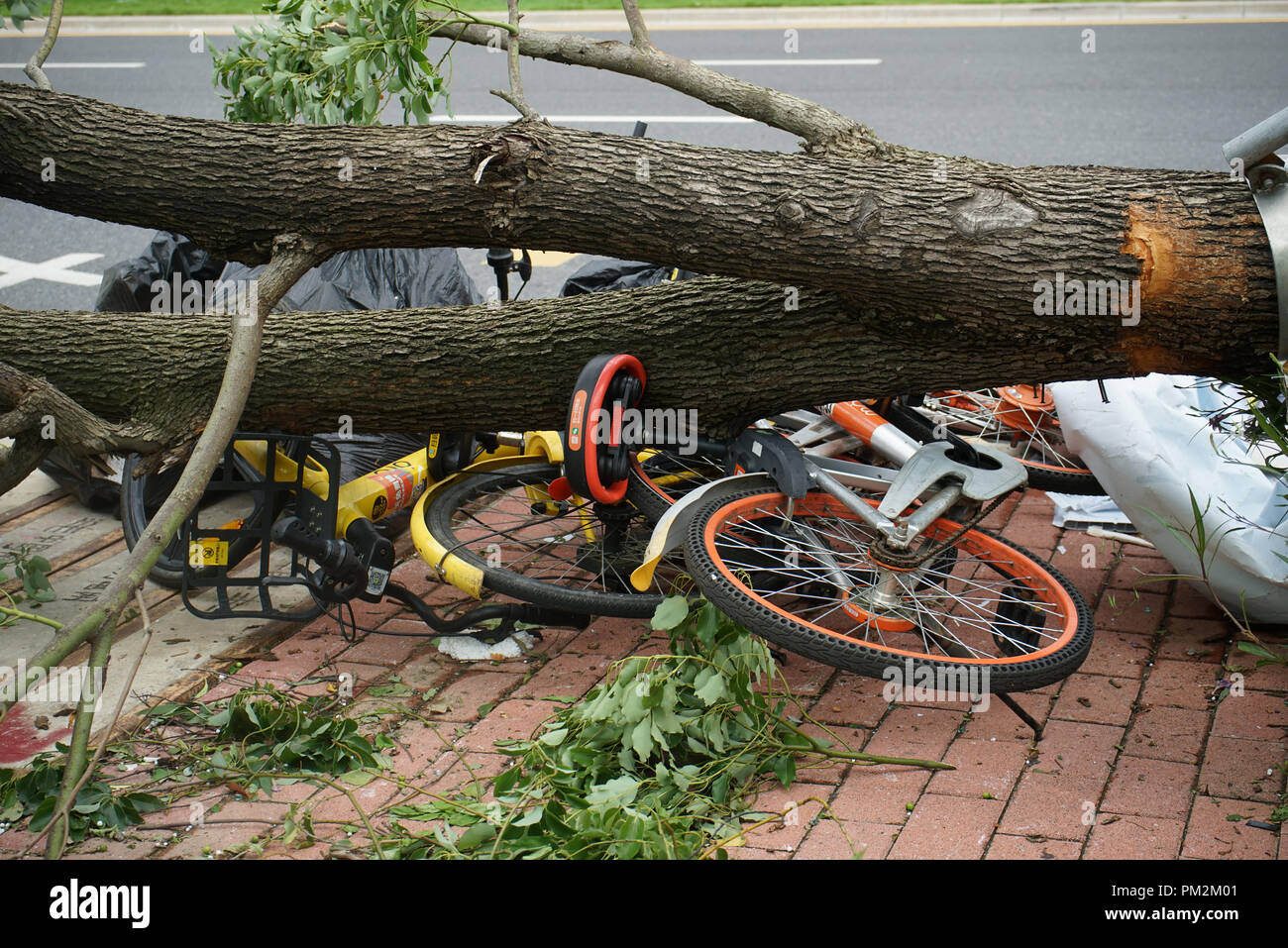 Vélos partagés écrasé par un arbre tombé comme Typhon Mangkhut hits Shenzhen, province de Guangdong, dans le sud de la Chine. Banque D'Images