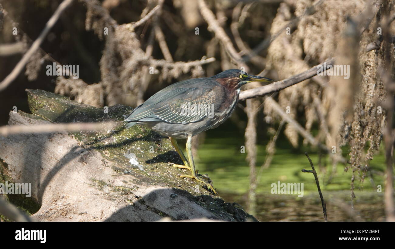 Le Héron vert juvénile Banque D'Images