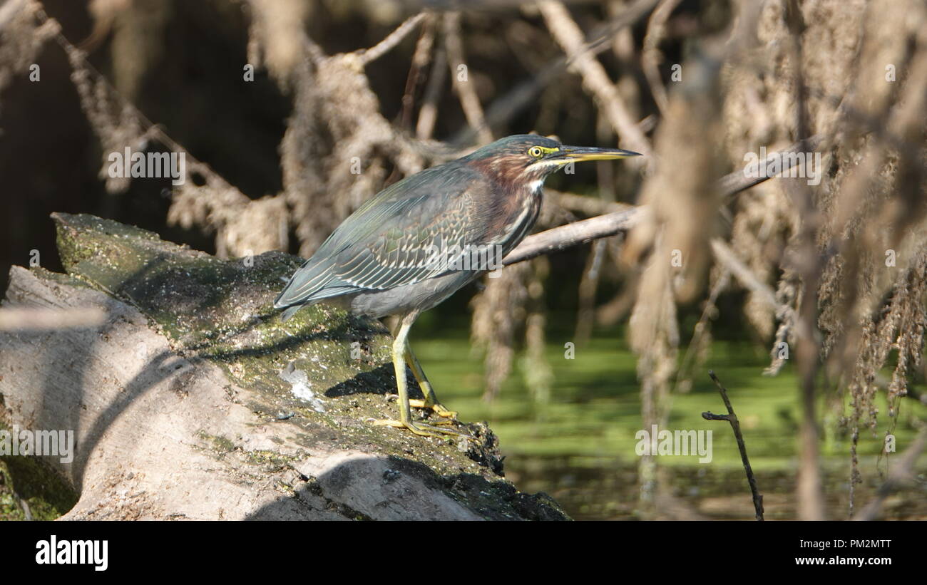 Le Héron vert juvénile Banque D'Images