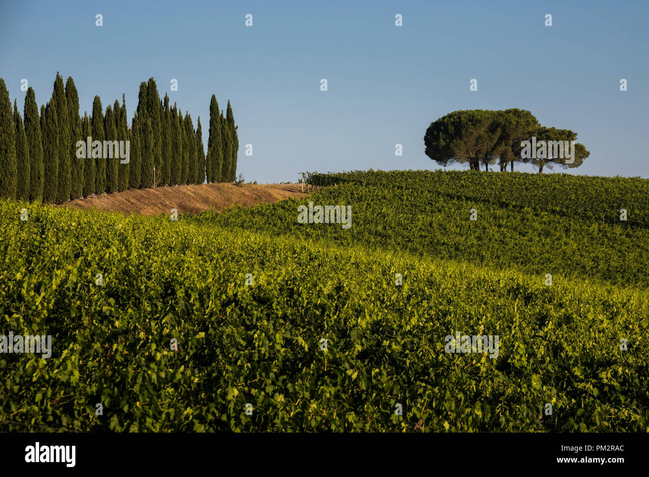 Vue de vignoble en Toscane, Italie Banque D'Images