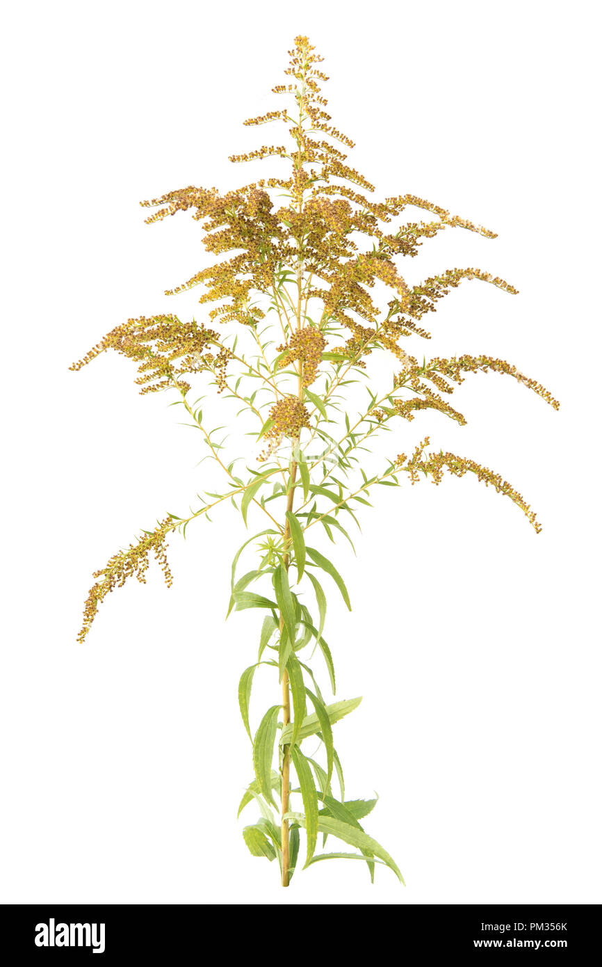 Solidago (Houghton) herbacée médicinale. Isolé sur fond blanc Banque D'Images