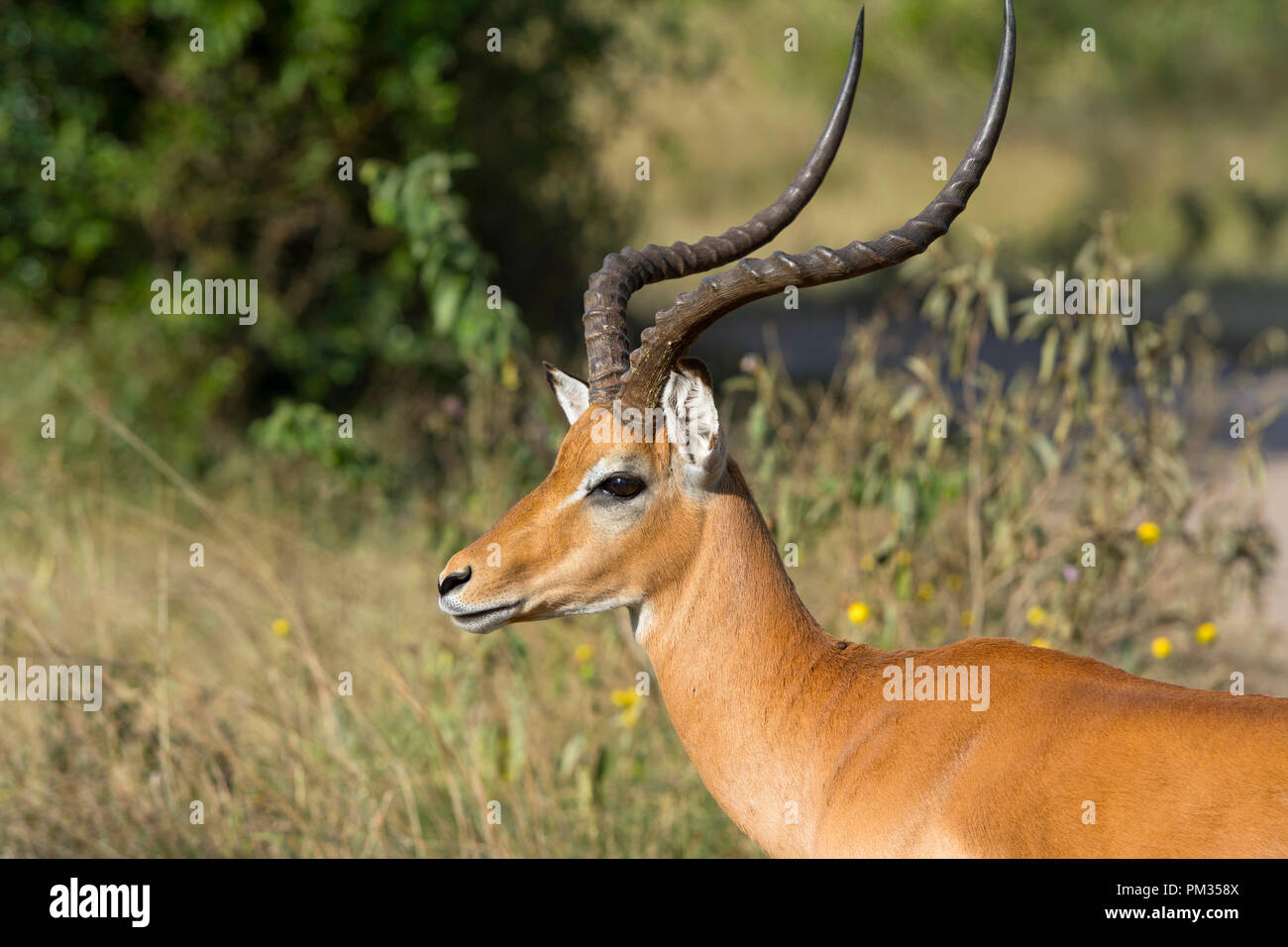 Impala, (Aepyceros melampus), Ram, Impala mâle Banque D'Images
