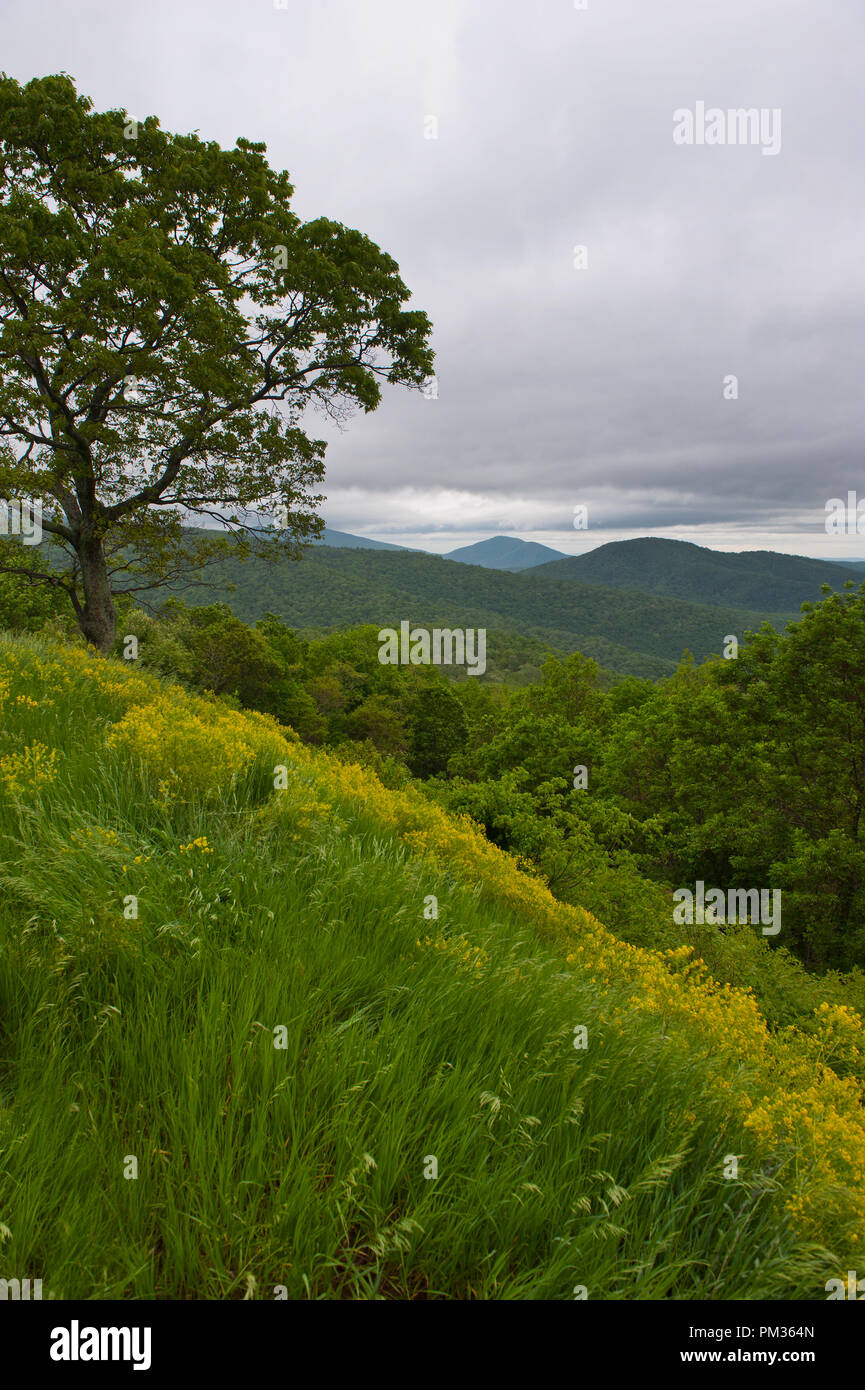 Forêt de feuillus le long de l'Appalachian Trail à Virginia's Blue Ridge Mountains. Banque D'Images