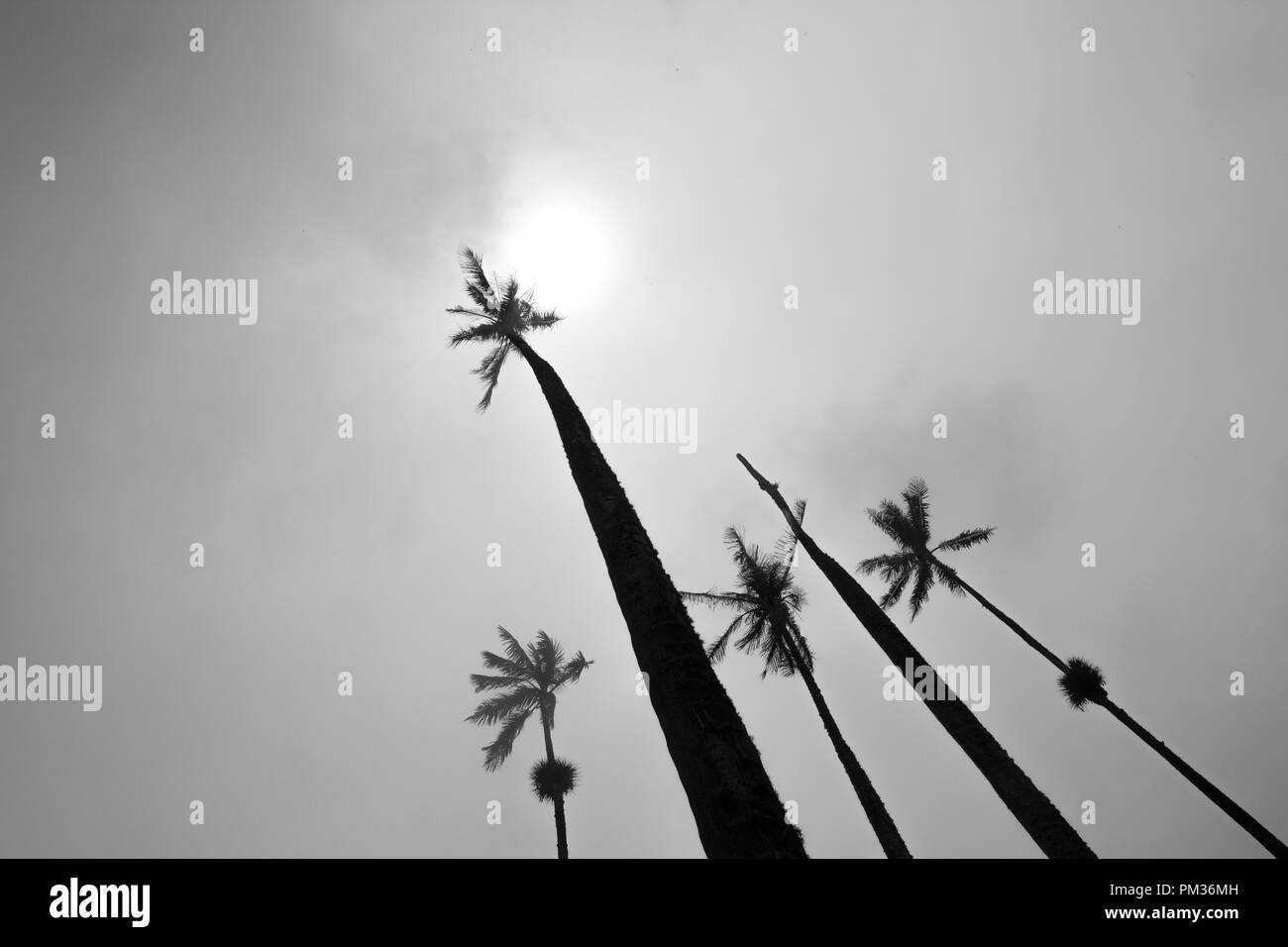 Tallests palmiers dans le monde visant à le soleil, la vallée de Cocora, Colombie Banque D'Images