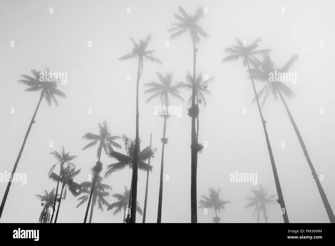 Une forêt de palmiers de cire haut dans le ciel de plus en plus disparaître dans la brume, dans la vallée de Cocora, Colombie Banque D'Images
