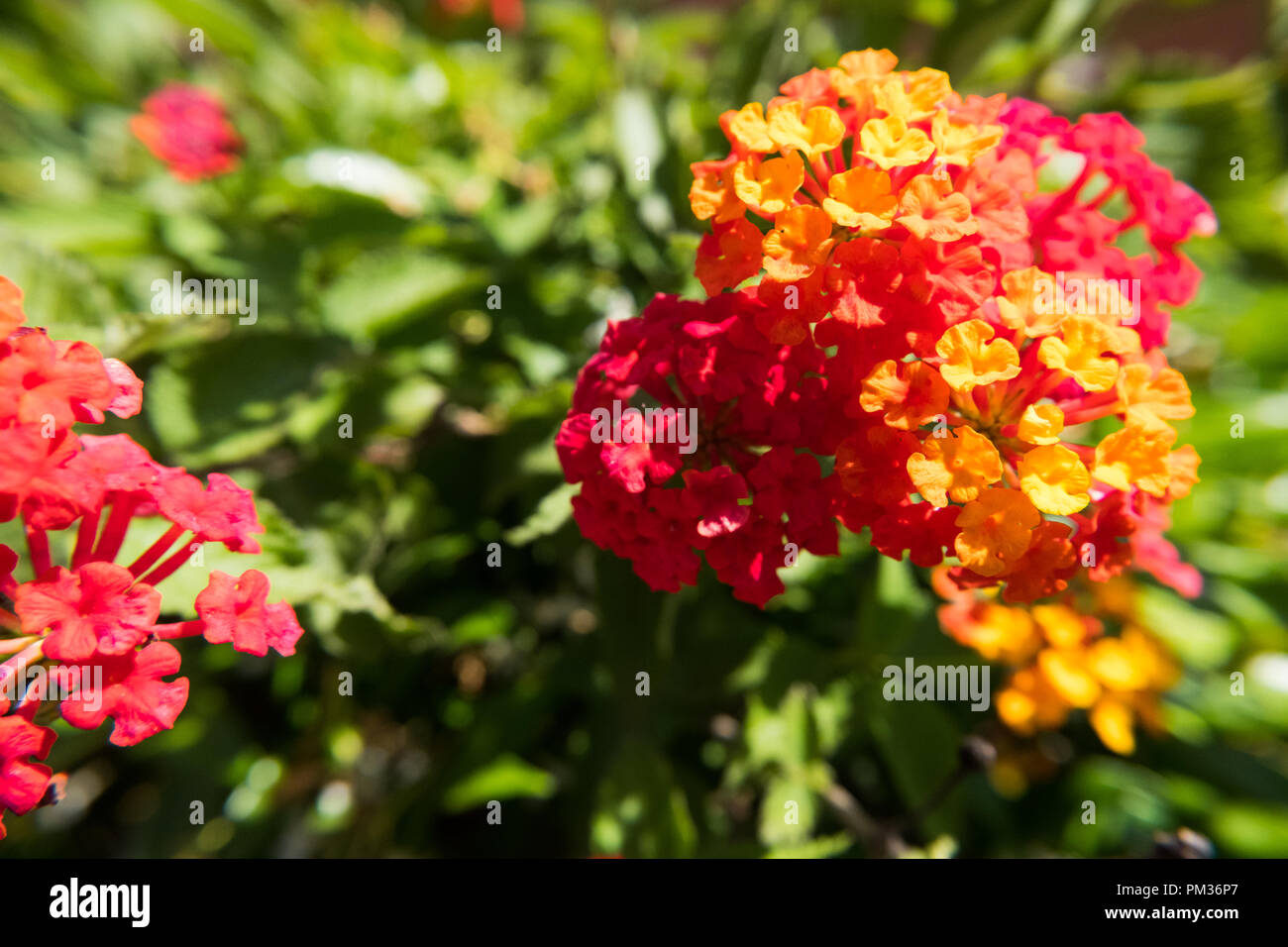 Nature Fleur Papier Peint Fond Jaune Et Rouge Lantana Camara
