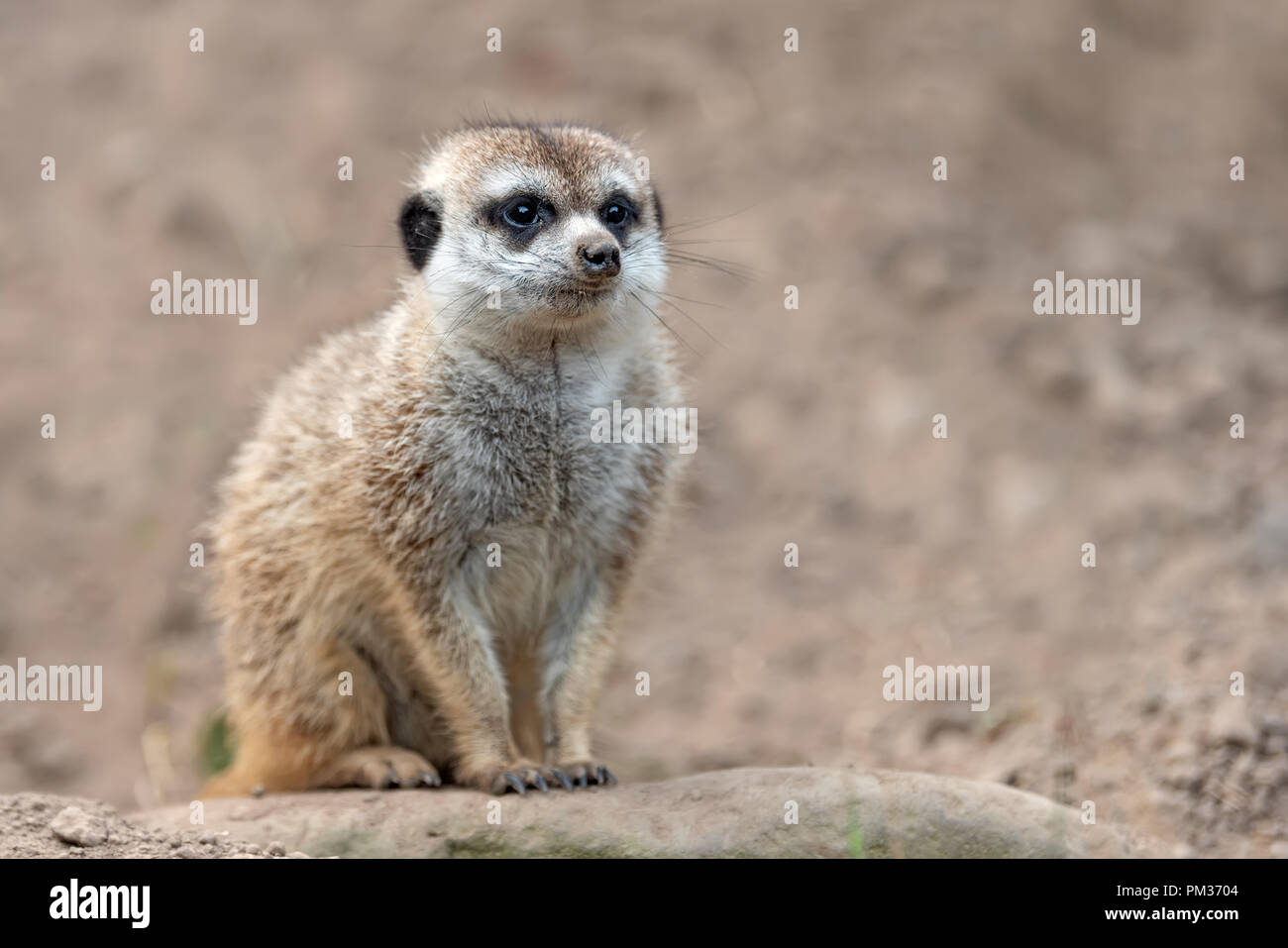 Meerkat mignon à la recherche de quelque chose de permanent Banque D'Images