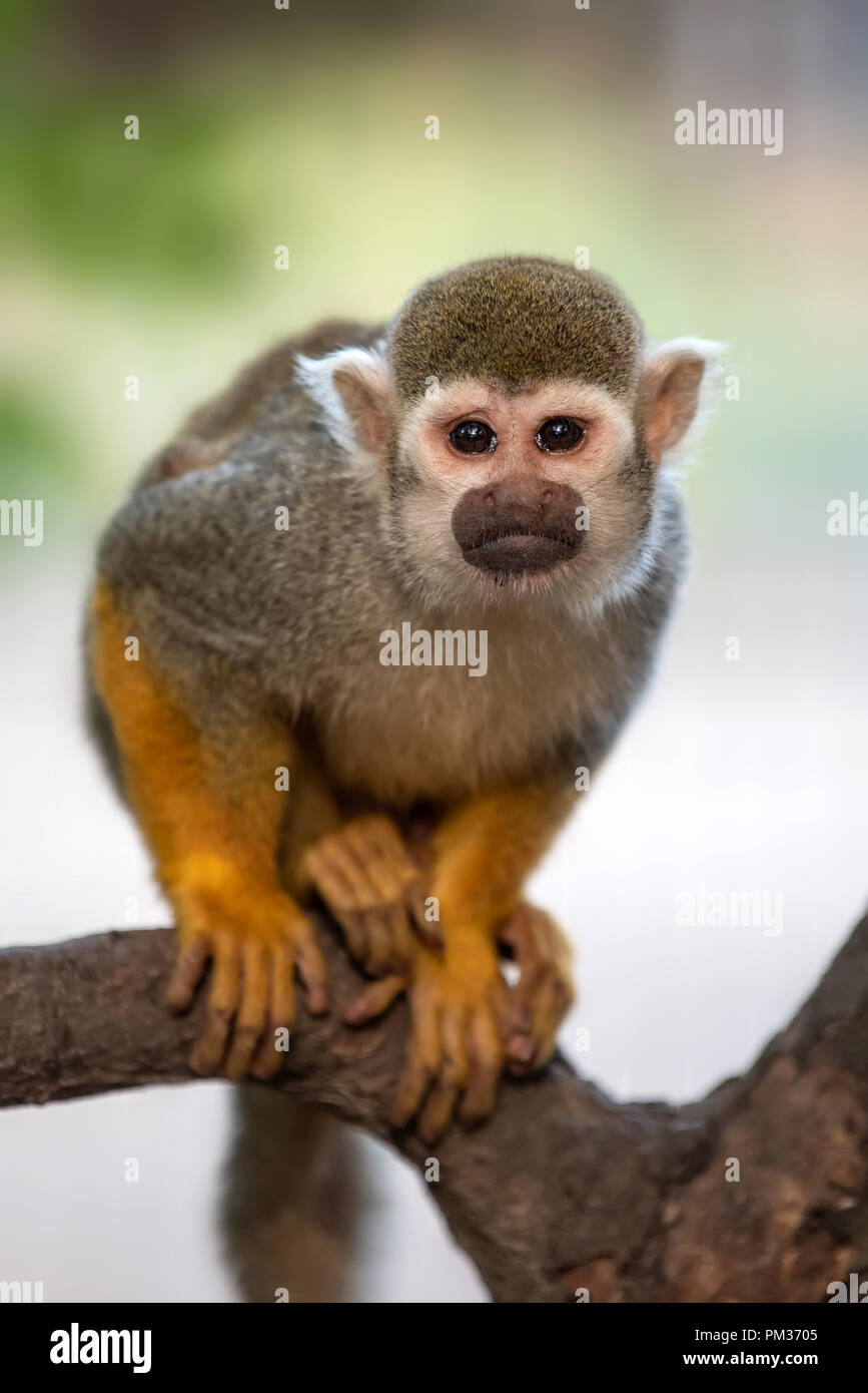 Portrait d'un singe écureuil commun Banque D'Images