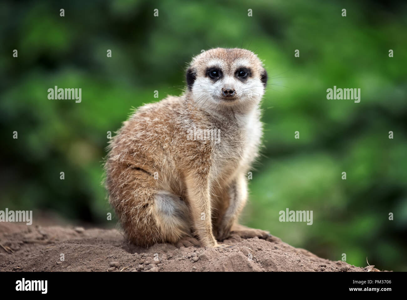 Meerkat mignon à la recherche de quelque chose de permanent Banque D'Images