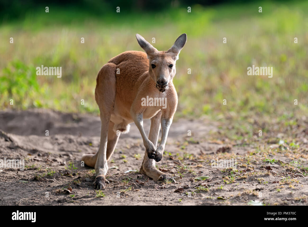 Les jeunes kangaroo dans un habitat naturel dans l'herbe Banque D'Images