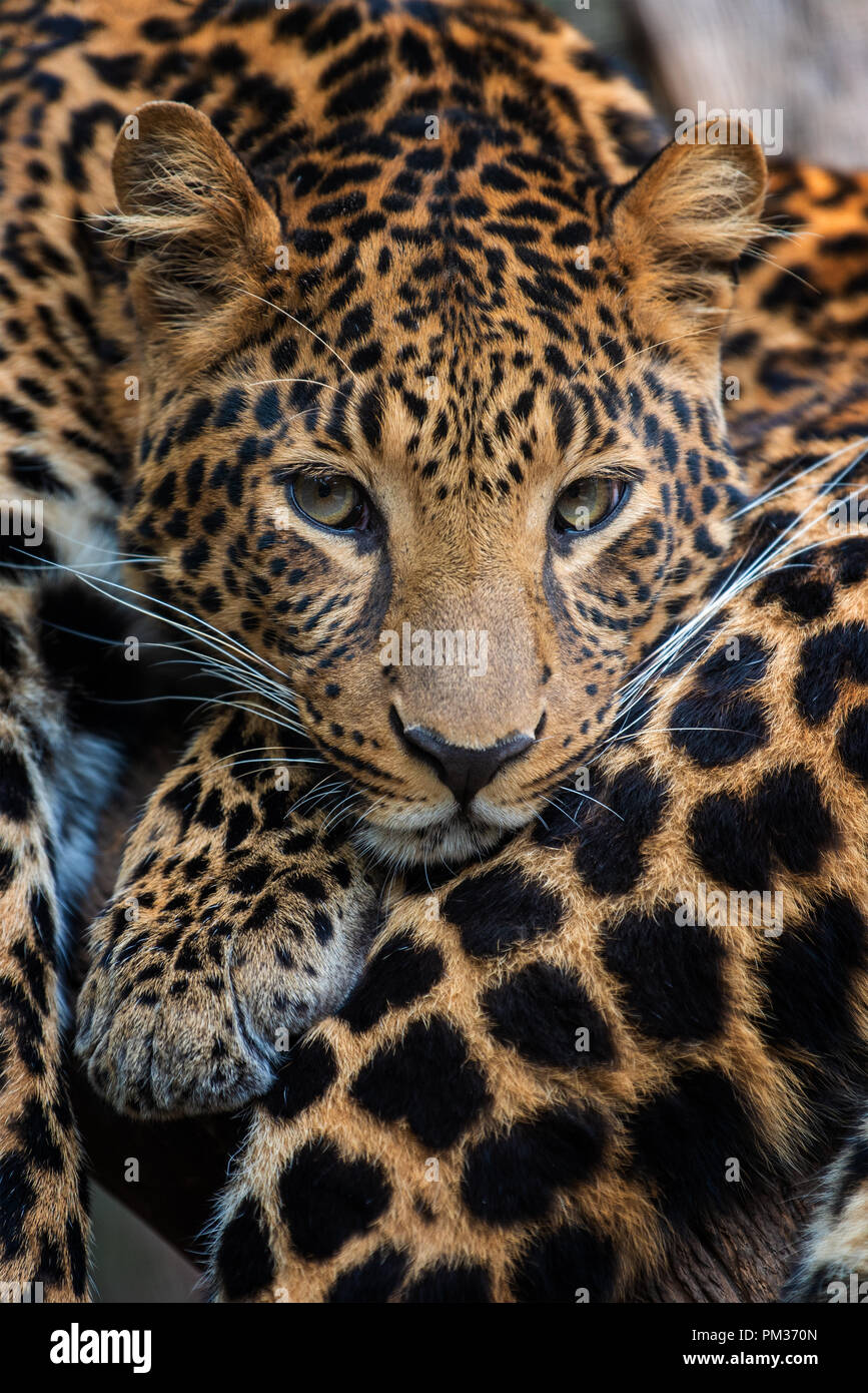 Close up portrait of young leopard Banque D'Images