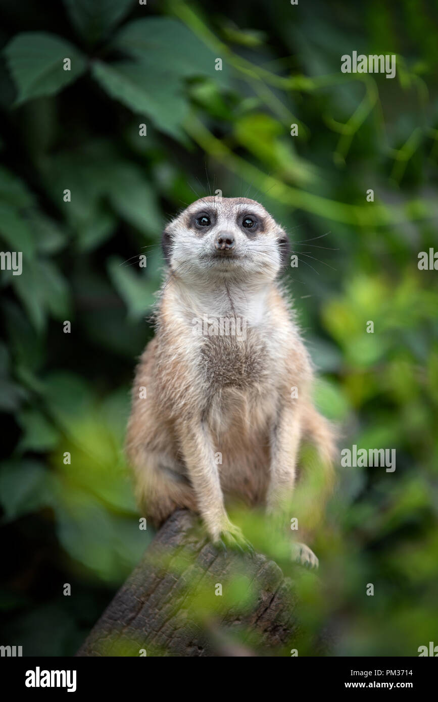 Meerkat mignon à la recherche de quelque chose de permanent Banque D'Images