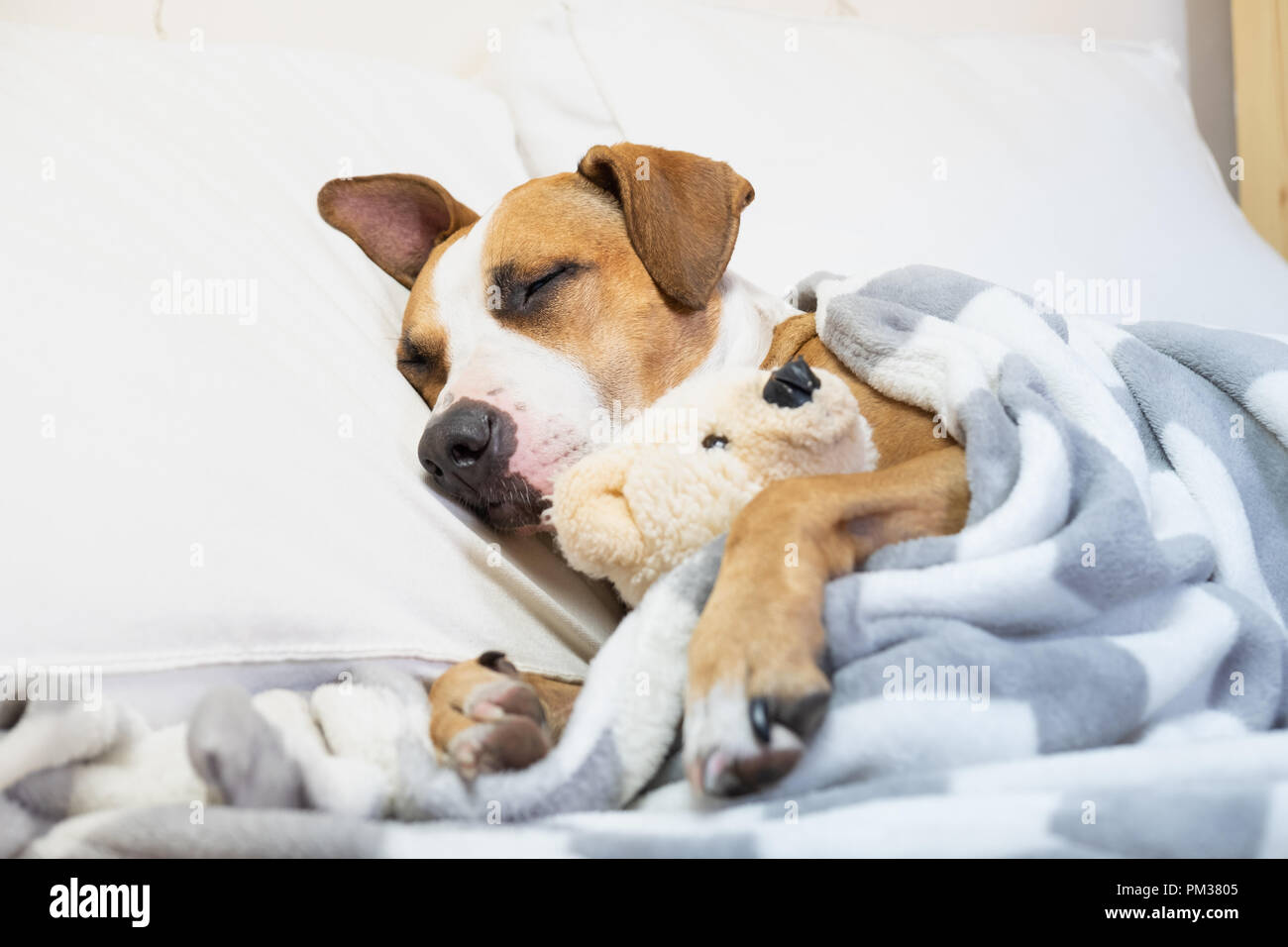 Sleepy mignon chien dans le lit avec un ours en peluche moelleux. Le Staffordshire terrier puppy se reposant dans une chambre blanche et propre à la maison Banque D'Images