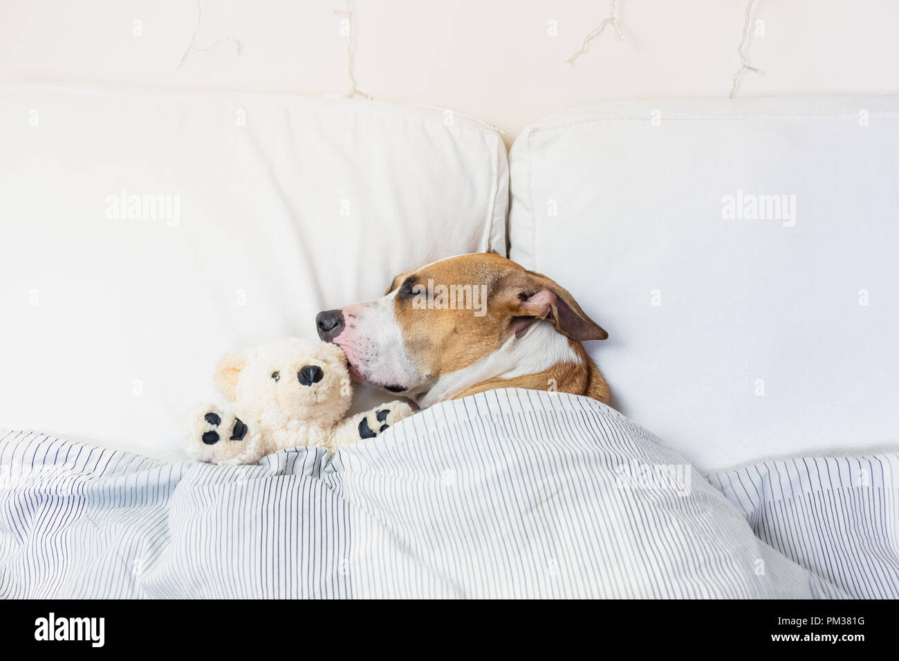 peluche pitbull