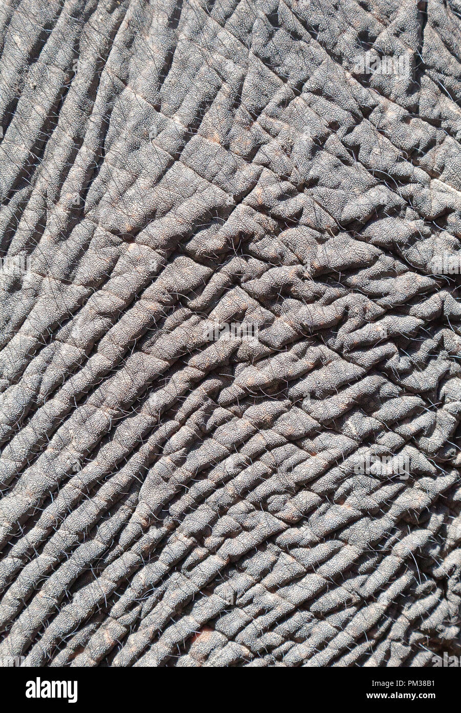 Peau d'éléphant, close-up Banque D'Images