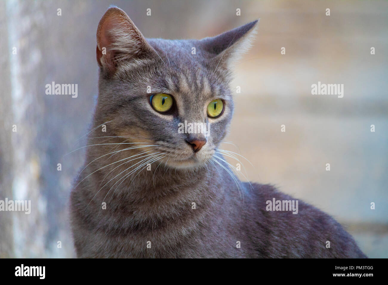 Super Mignon Chat Gris Isoles Portrait On Street Photo Stock Alamy