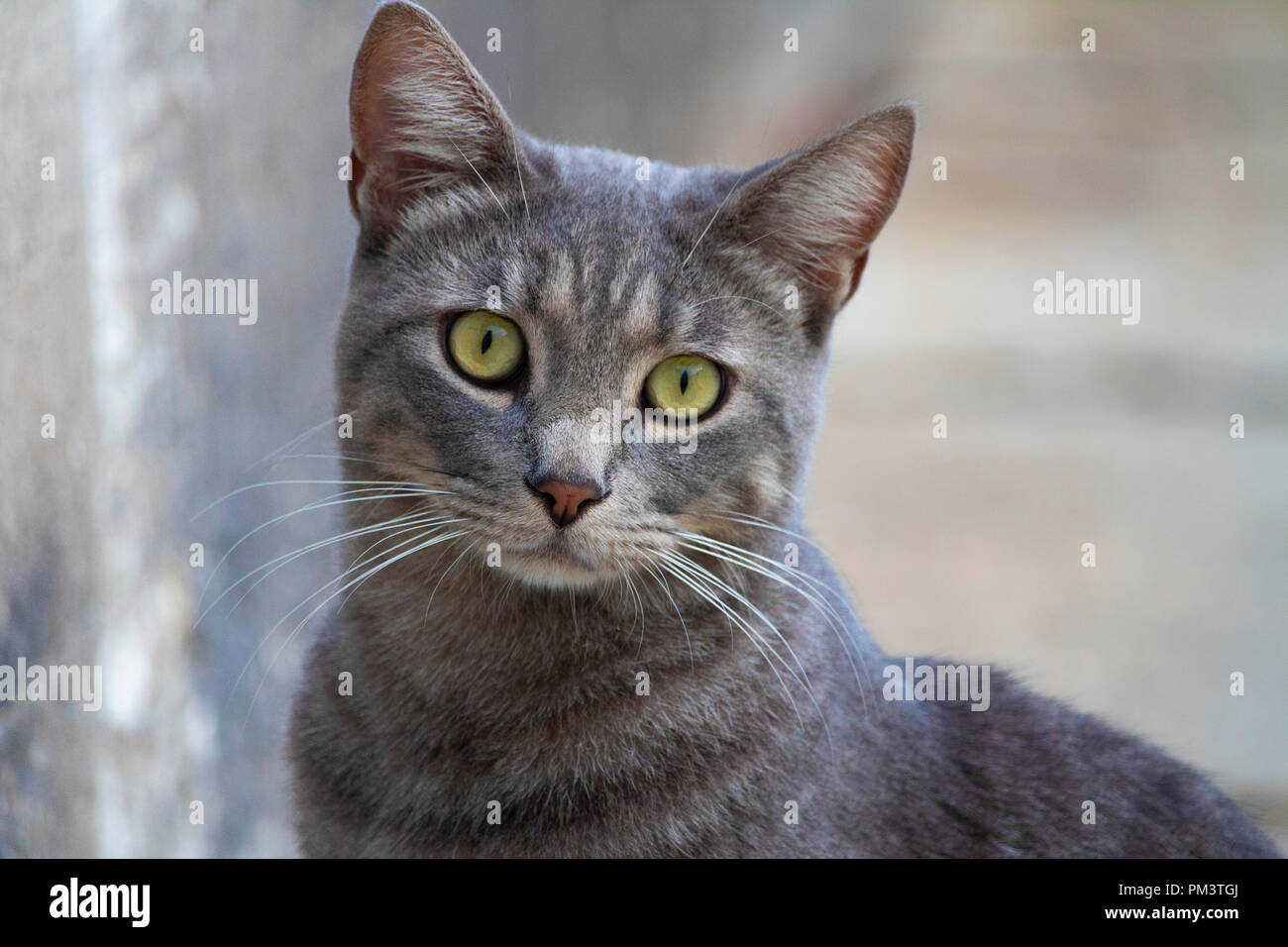 Super mignon chat gris isolés portrait on street Banque D'Images