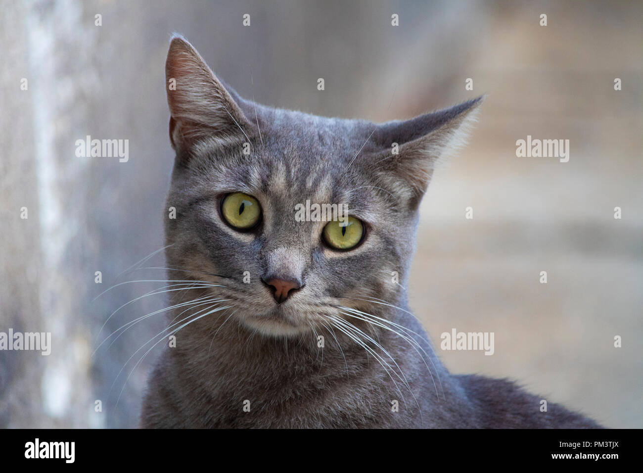 Super Mignon Chat Gris Isoles Portrait On Street Photo Stock Alamy