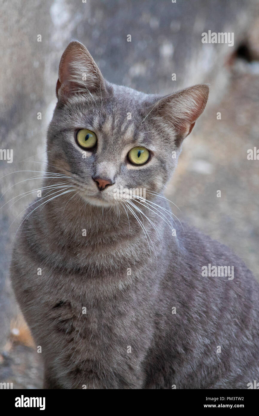 Super Mignon Chat Gris Isoles Portrait On Street Photo Stock Alamy