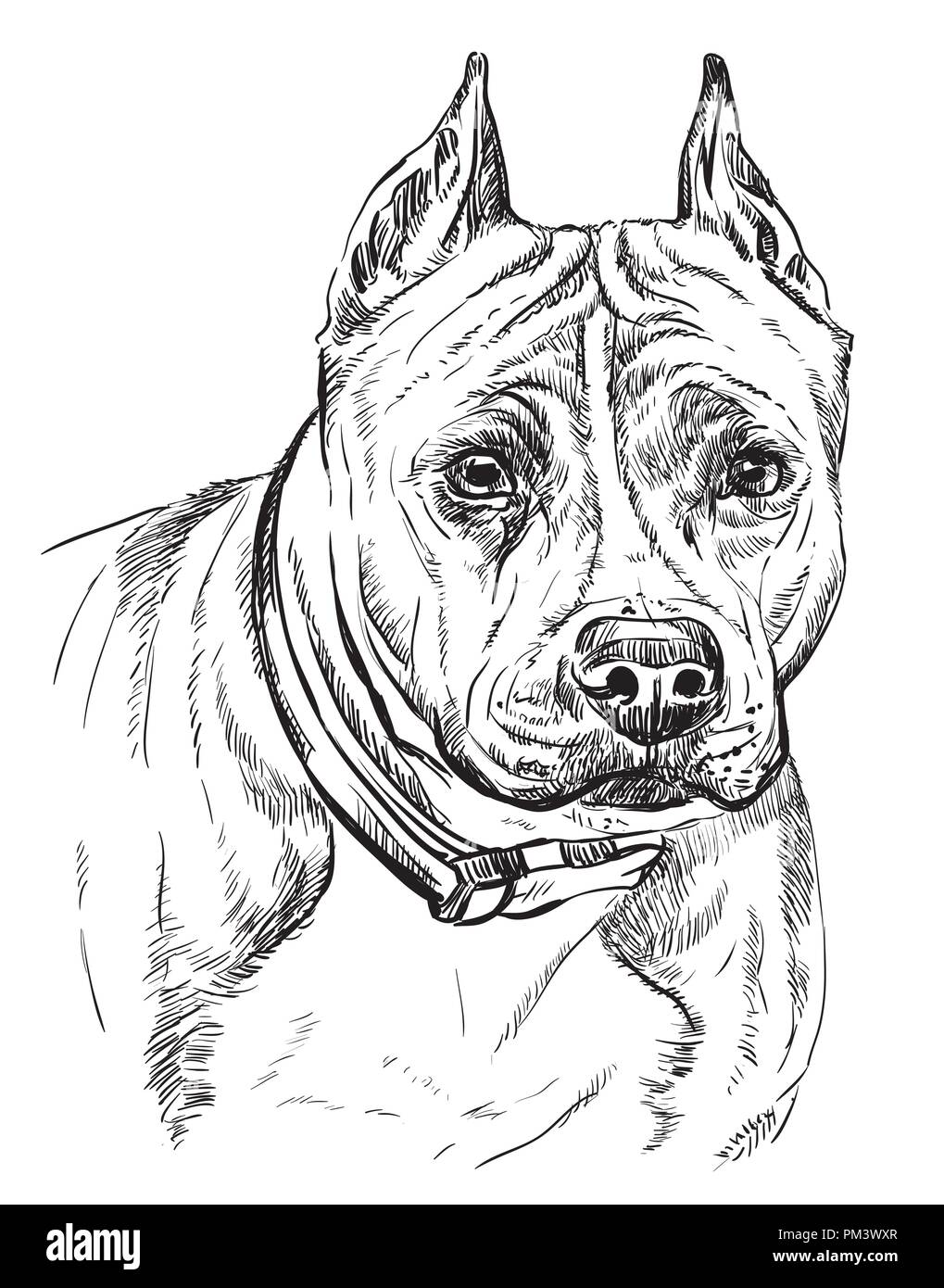 American Staffordshire Terrier Vector Dessin Illustration En Couleur Noir Isole Sur Fond Blanc Image Vectorielle Stock Alamy