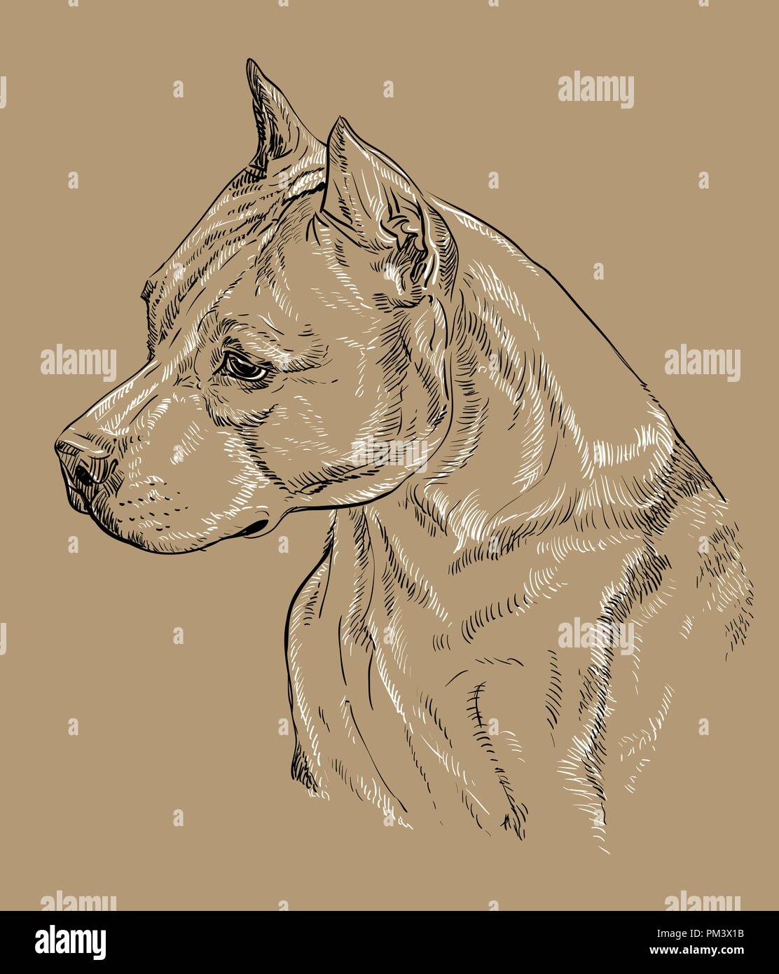 American Staffordshire Terrier vector dessin noir et blanc illustration isolé sur fond beige Illustration de Vecteur