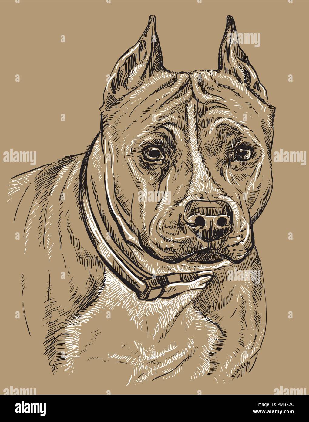 American Staffordshire Terrier vector dessin noir et blanc illustration isolé sur fond beige Illustration de Vecteur