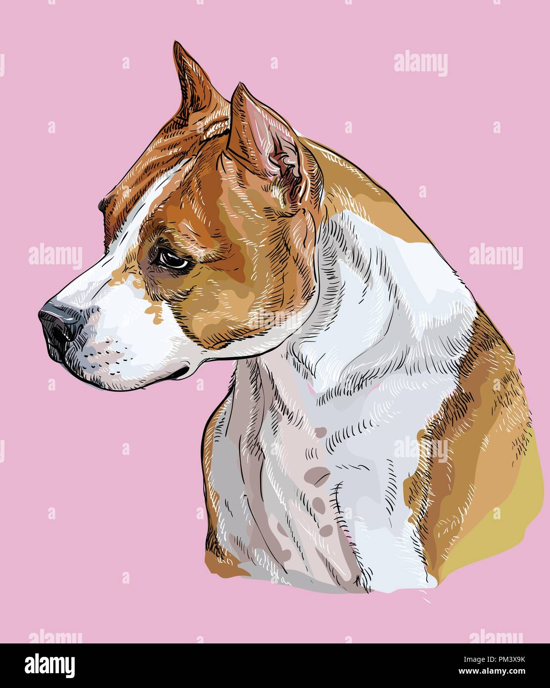 American Staffordshire Terrier vector dessin illustration en couleur différente sur fond rose Illustration de Vecteur