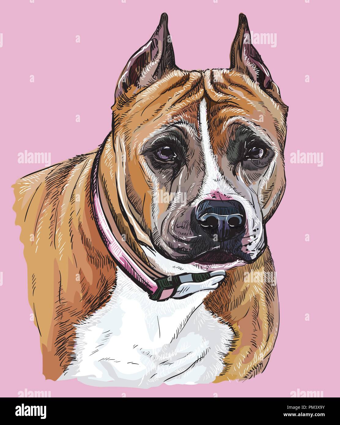 American Staffordshire Terrier vector dessin illustration en couleur différente sur fond rose Illustration de Vecteur