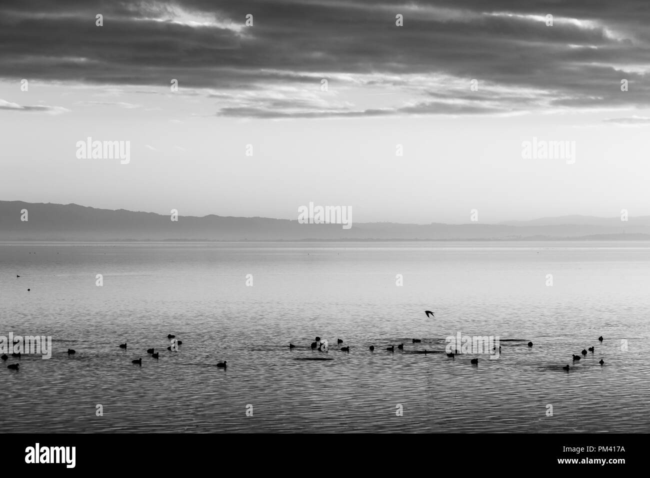 Belle vue sur un lac avec les oiseaux et sur l'eau Banque D'Images