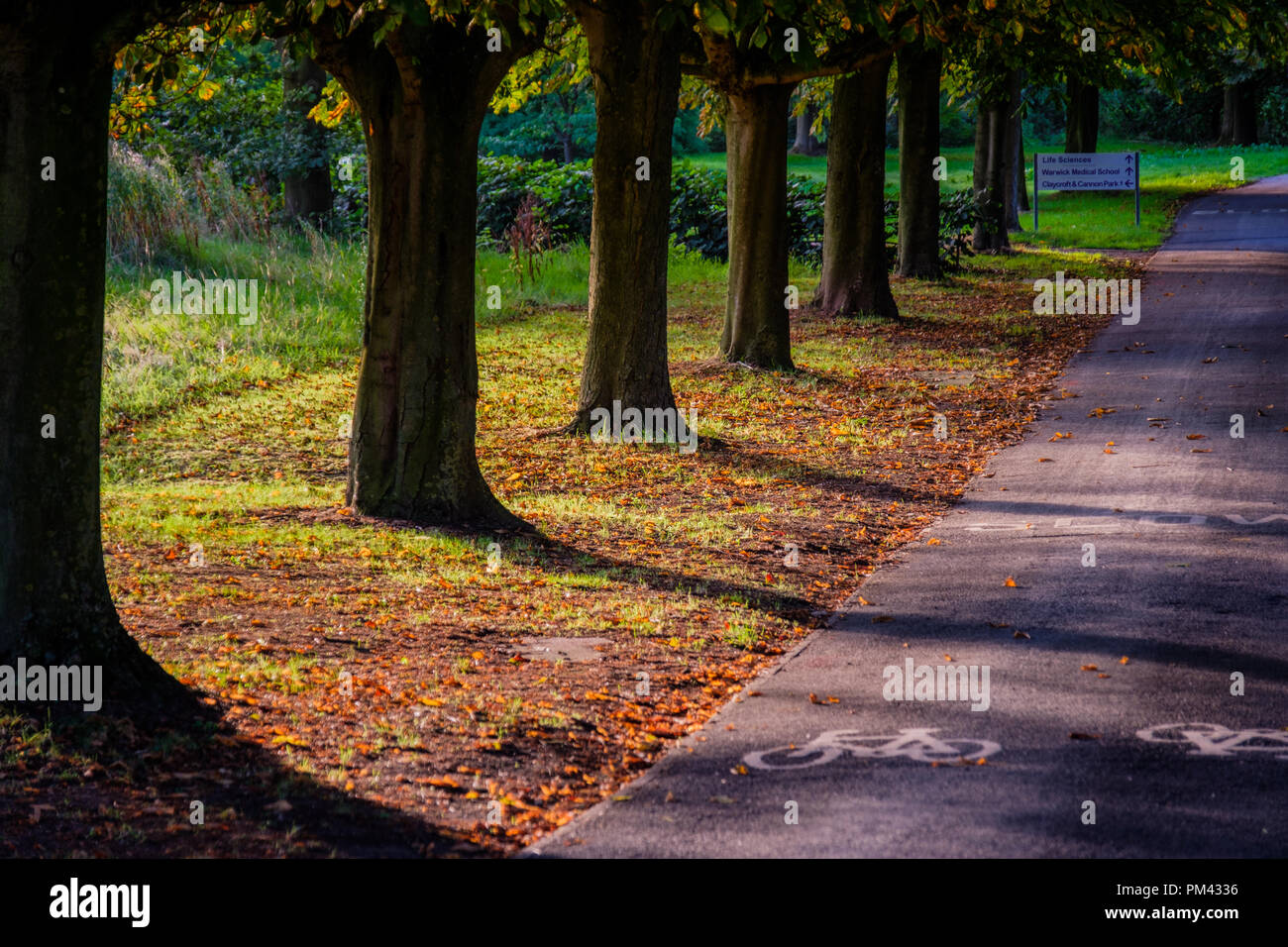 Les arbres d'automne à l'Université de Warwick, Coventry Banque D'Images