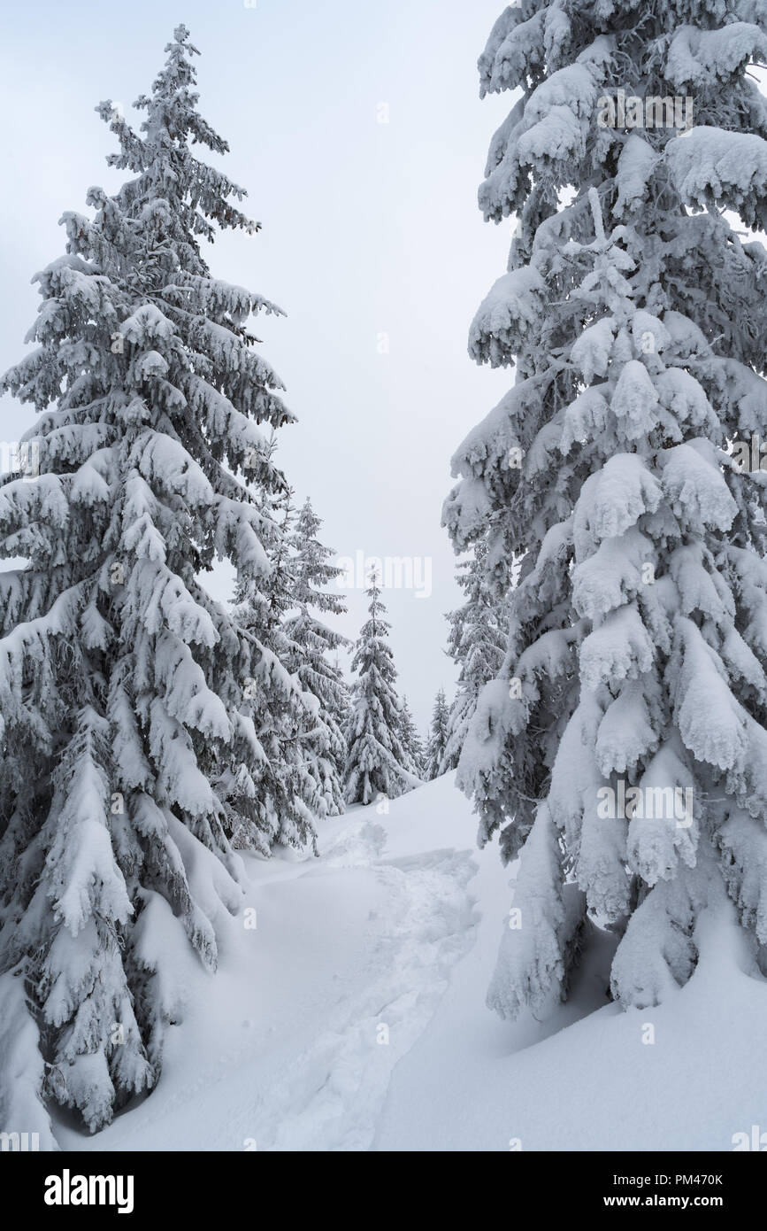 Noël neige paysage. Chemin dans la forêt d'hiver Banque D'Images