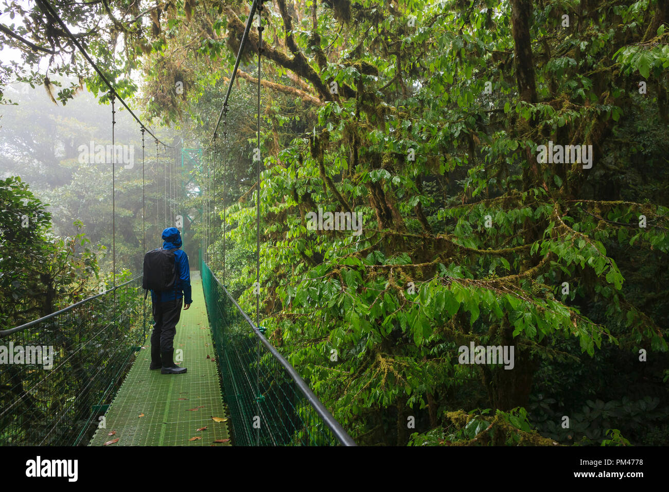L'homme à la recherche de la faune à l'un des ponts suspendus du ciel à pied à la réserve de la Forêt Nuageuse de Monteverde. Costa Rica. Banque D'Images