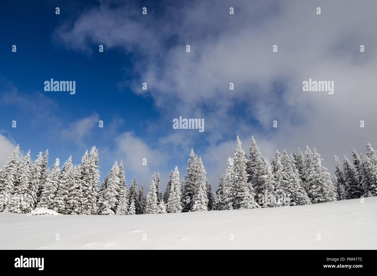 Forêt de montagne Hiver arrière-plan. Sapins dans la neige contre le ciel avec des nuages Banque D'Images