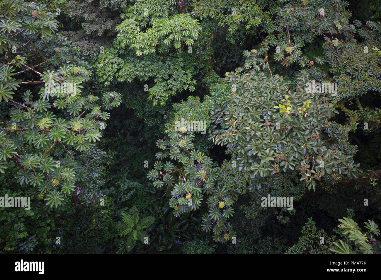 Vue de la forêt d'en haut. La réserve de la Forêt Nuageuse de Monteverde. Costa Rica. Banque D'Images