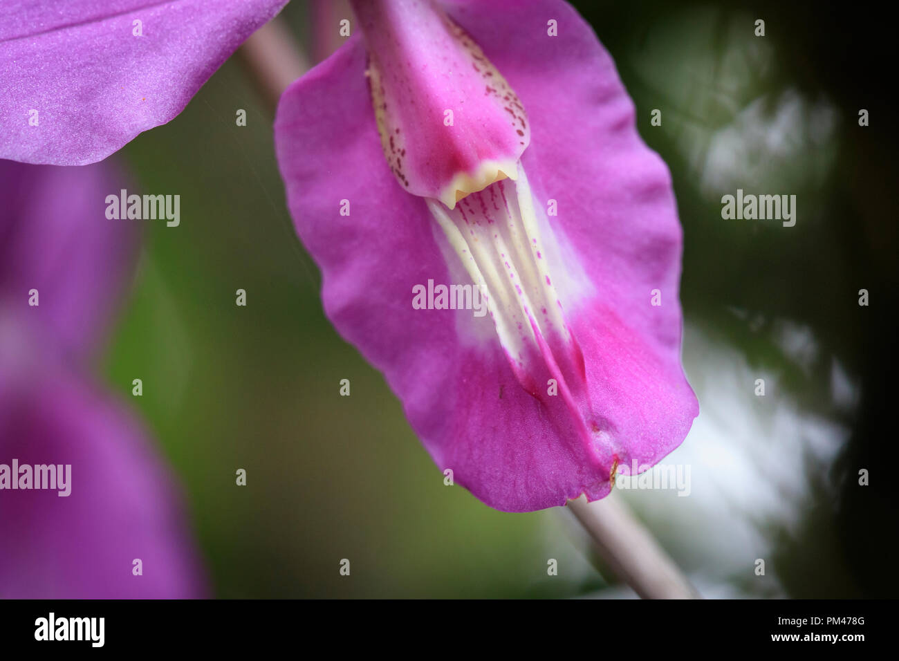Orchid (Barkeria lindleyana). Monteverde. Costa Rica. Banque D'Images