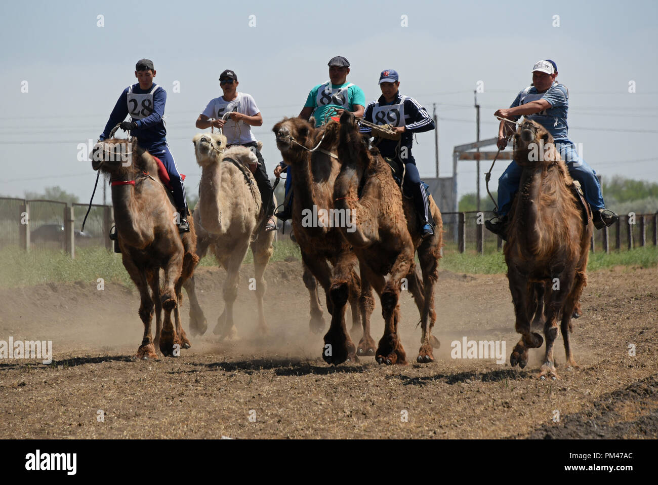 Chameau de Bactriane racing en région d'Astrakhan, Russie. Les agriculteurs faire du chameau de Bactriane à deux bosses au cours de courses en région d'Astrakhan de la Russie. Banque D'Images
