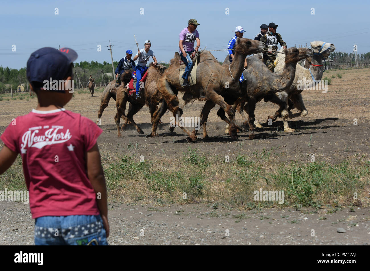 Chameau de Bactriane racing en région d'Astrakhan, Russie. Les agriculteurs faire du chameau de Bactriane à deux bosses au cours de courses en région d'Astrakhan de la Russie. Banque D'Images